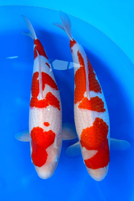 kohaku van hoshikin
