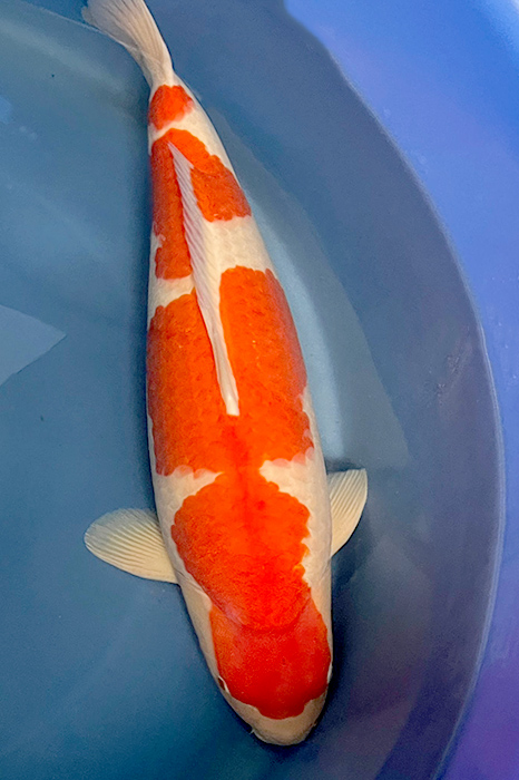 kohaku van sakai FF