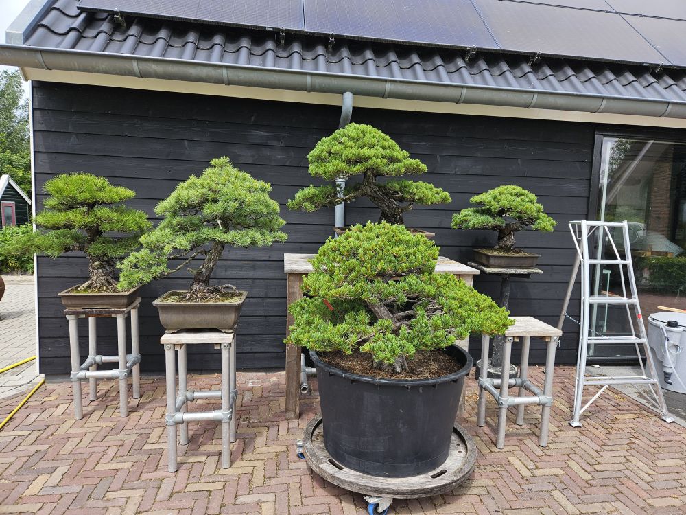 bonsai van koibito