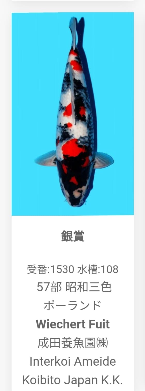 showa van dainichi