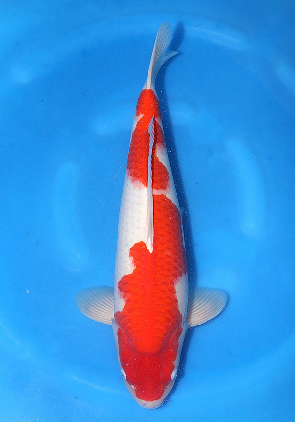 kohaku van yoshino