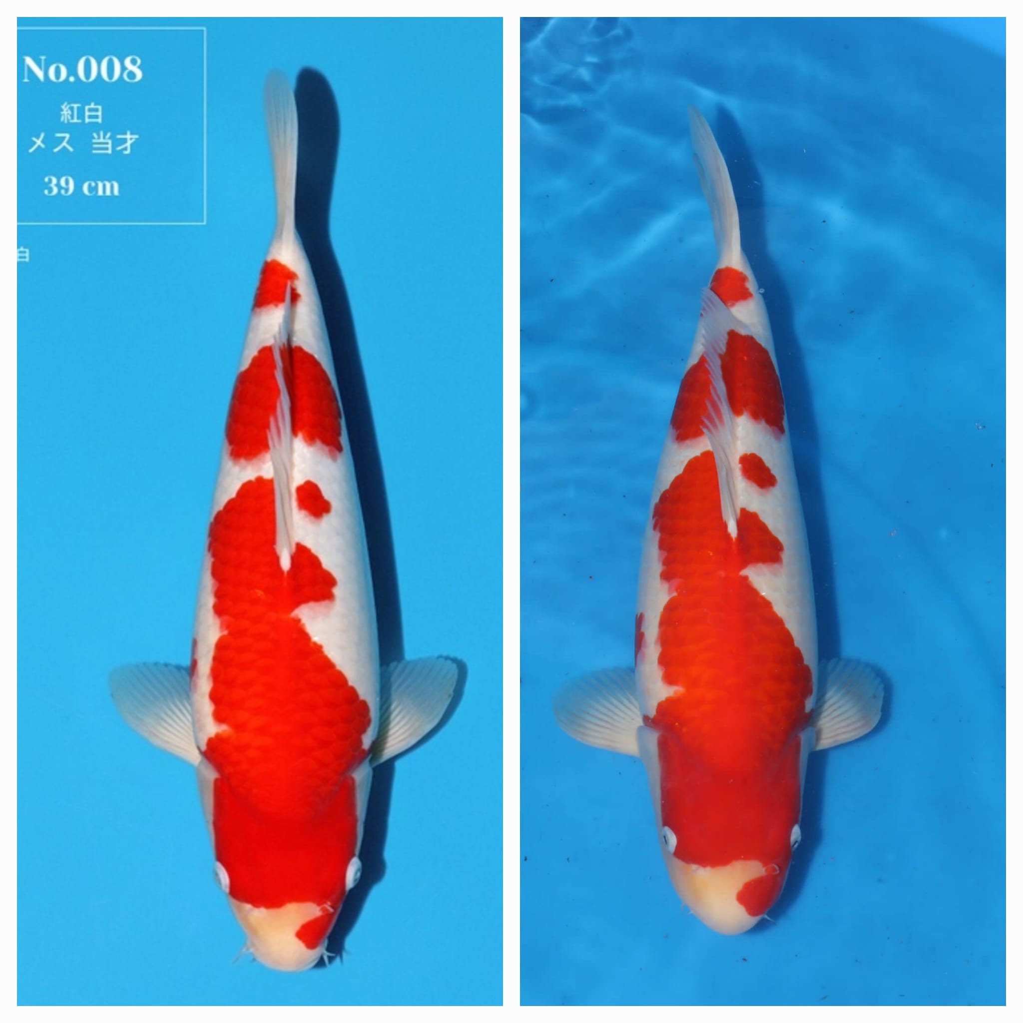 kohaku van momotaro