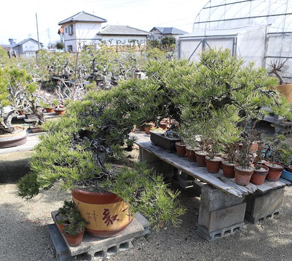 tuin bonsai