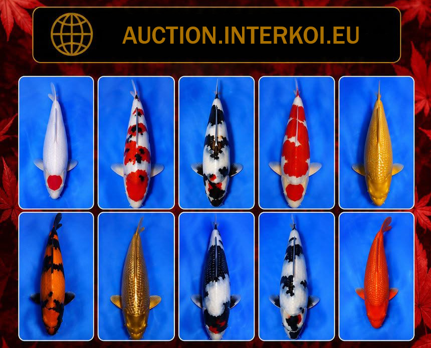 veiling interkoi germany