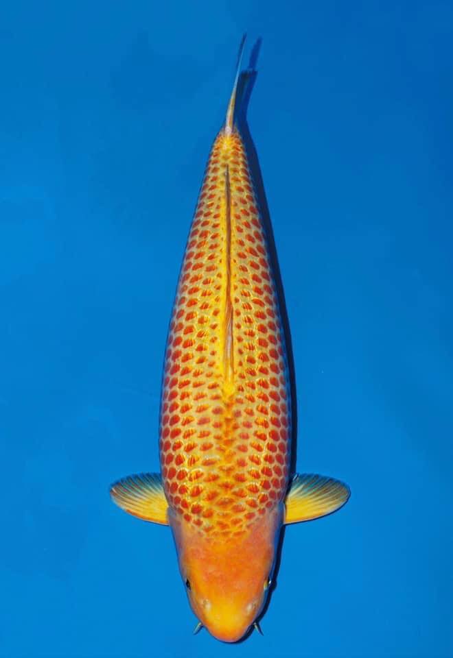 golden corn