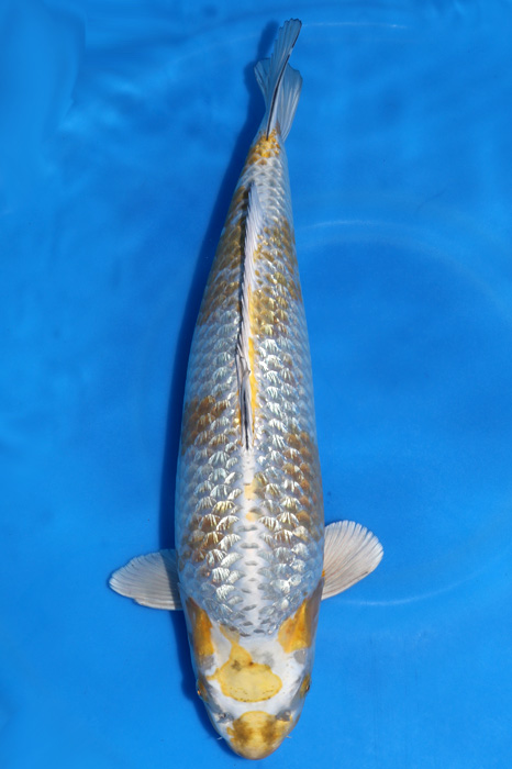 kogana