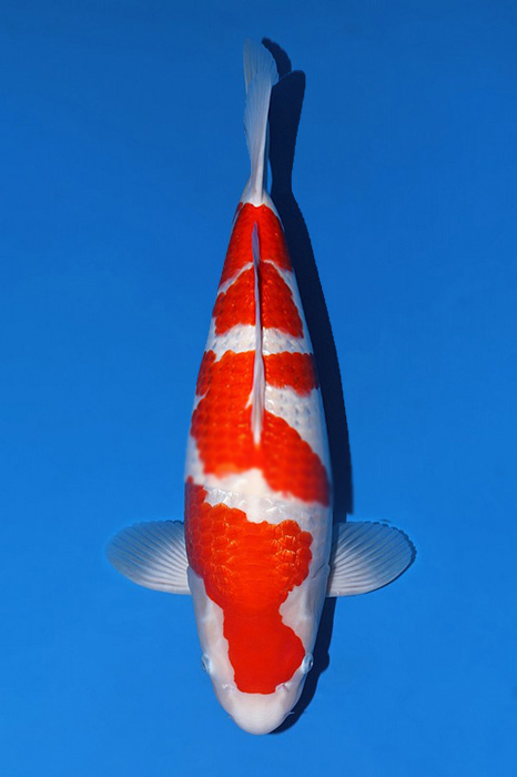 kohaku in 2 gedeeld.