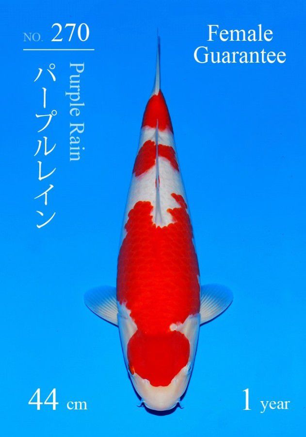 kohaku van sakai ff