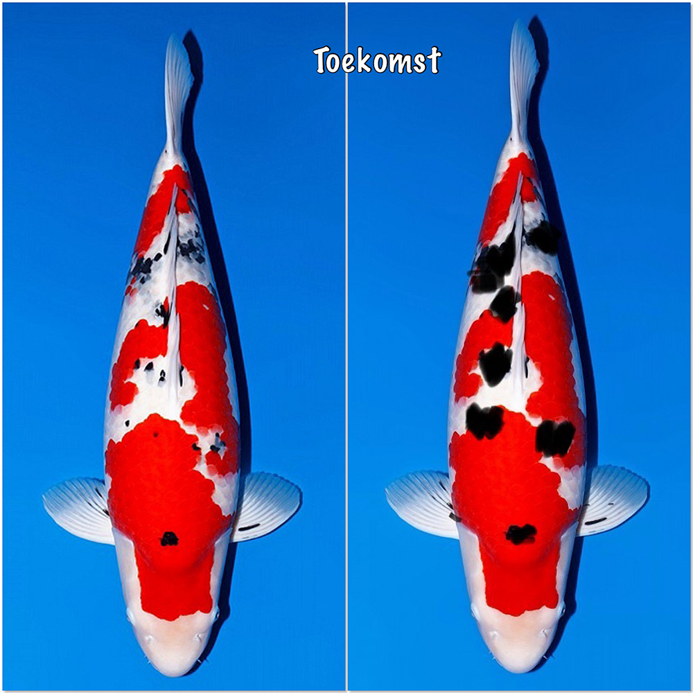 sanke van momotaro