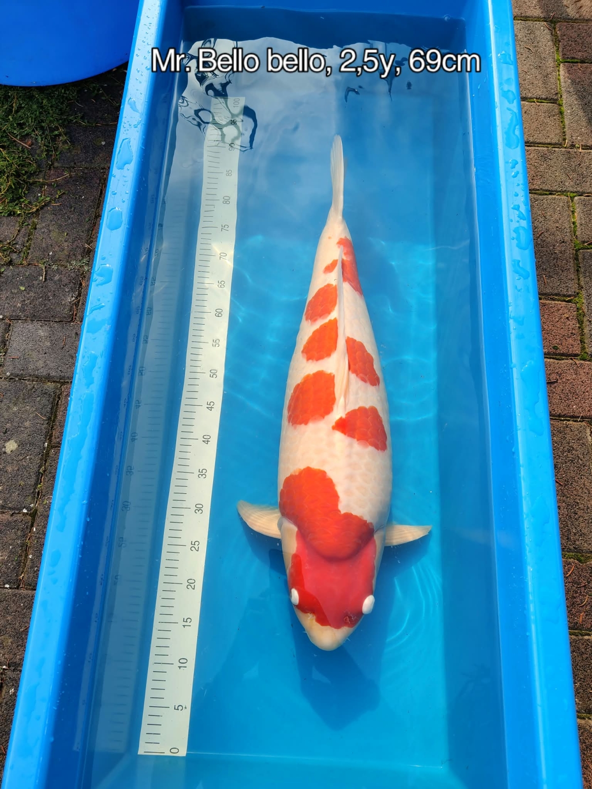 kohaku momotaro