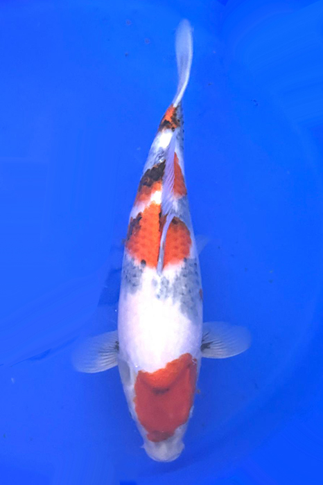 showa van dainichi
