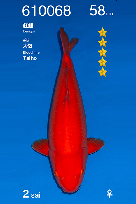 benigoi