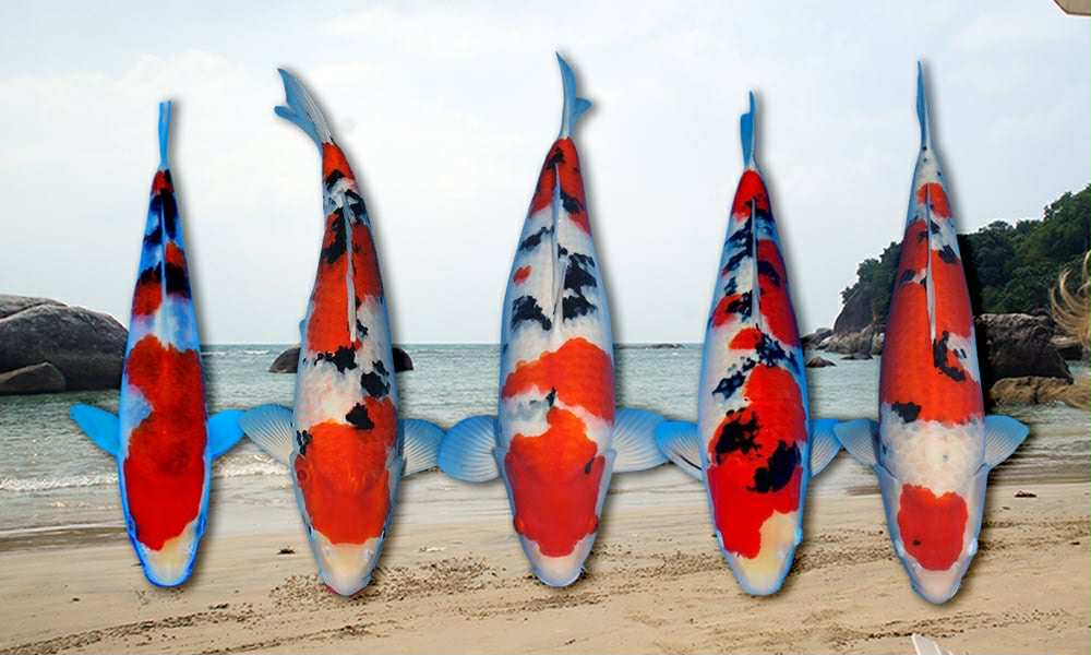 sanke van interkoi nederland