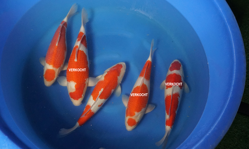kohaku van momotaro