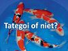 tategoi of niet