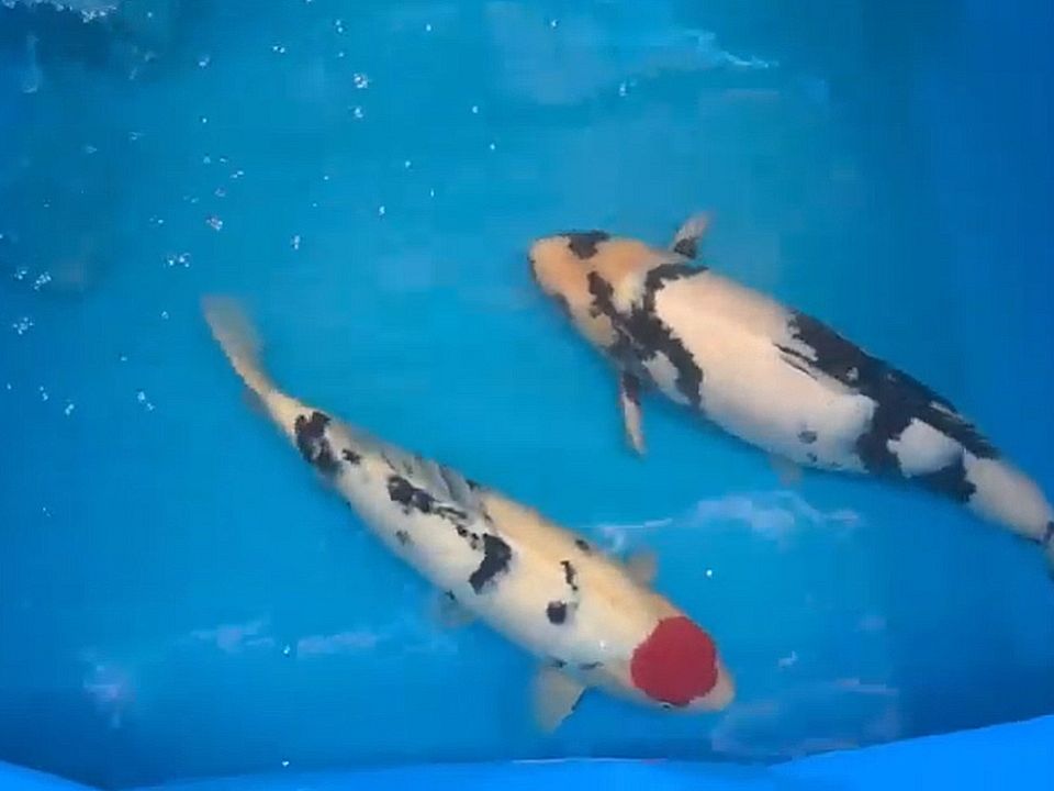 Een duo dat je laat dromen
