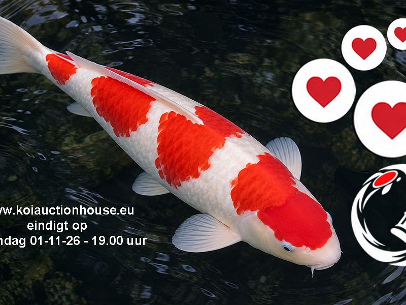 Onze focus ligt nu bij de veiling Koi