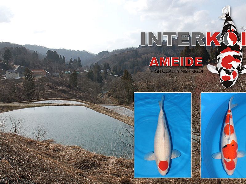 Real Tategoi, dichterbij dan je denkt