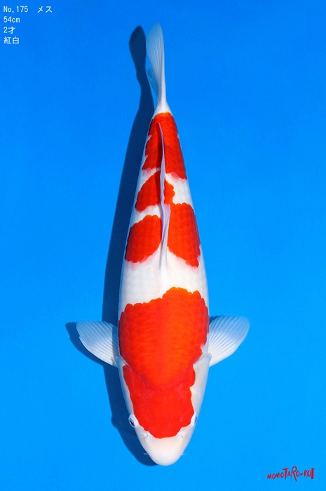 sandan kohaku KO-V23-12175