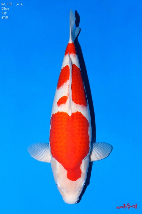 sandan kohaku KO-V23-12190