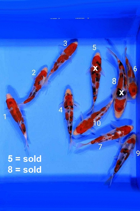 sanke SA-V23-1208