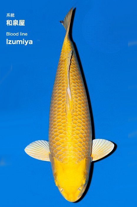 Yamabuki 2312174