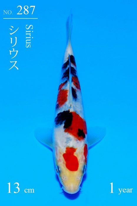 Sanke SA-V24-01287