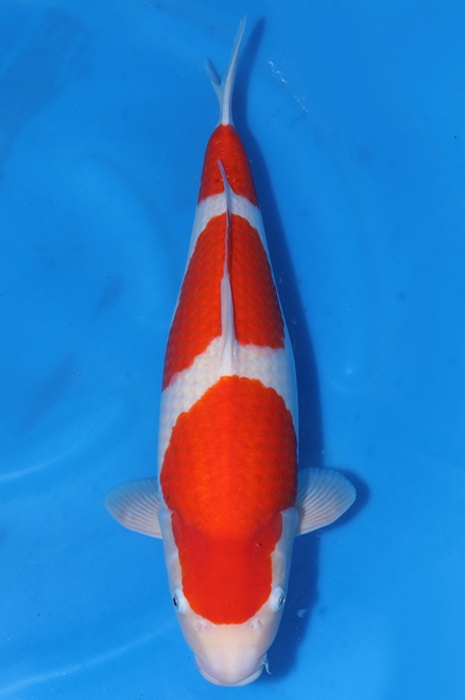 sandan kohaku 2401008