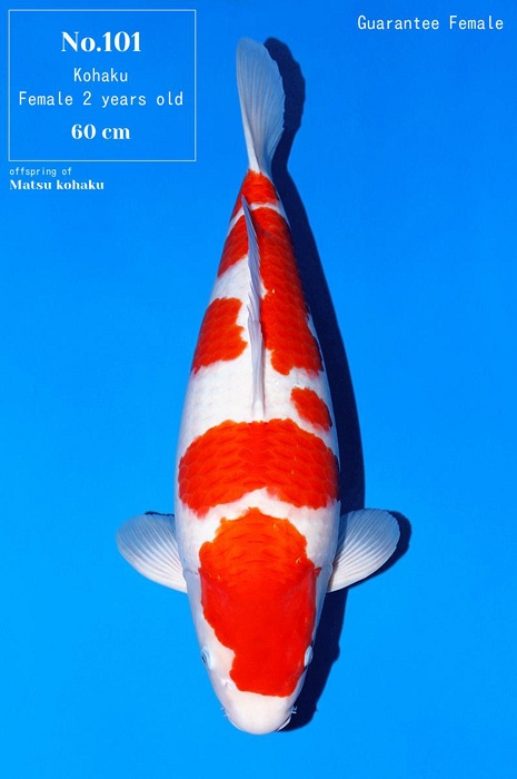 meerstaps kohaku KO-V24-01101
