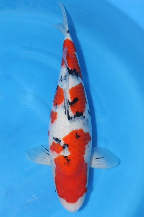 Sanke SA-V24-01734