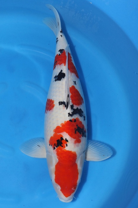 meerstaps sanke SA-V24-01737