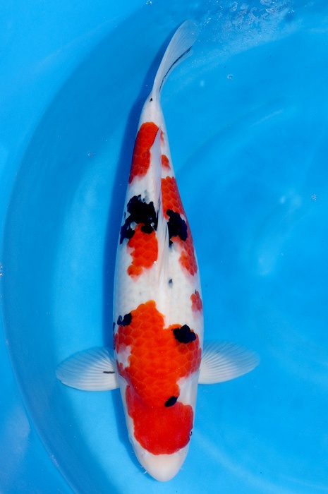 meerstaps sanke SA-V24-01740