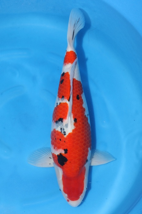 Sanke SA-V24-01736