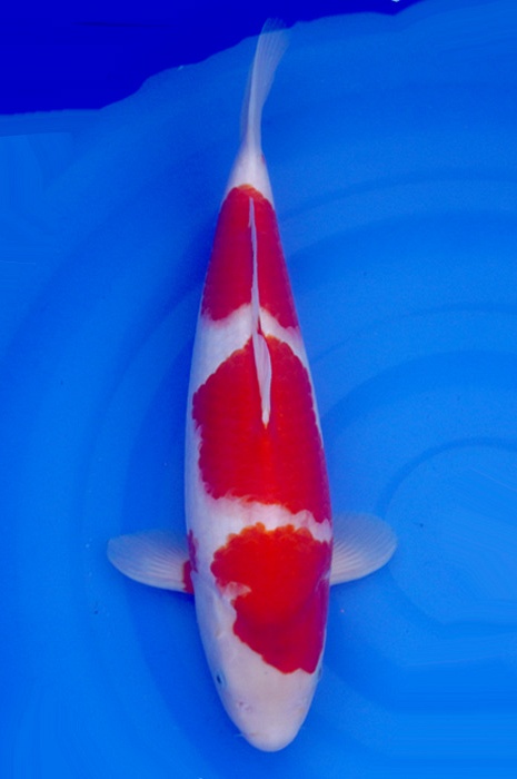 sandan kohaku 2301012