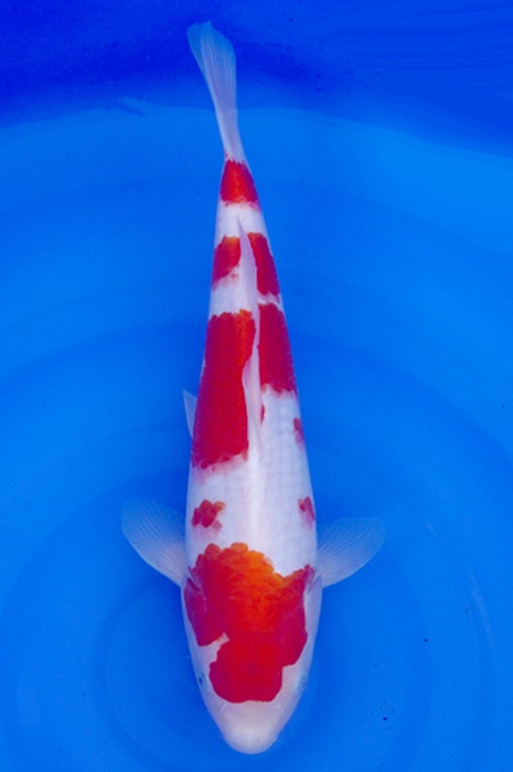 meerstaps kohaku 2301013