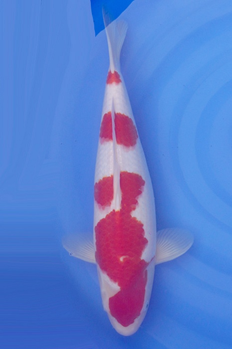 kohaku 2306005