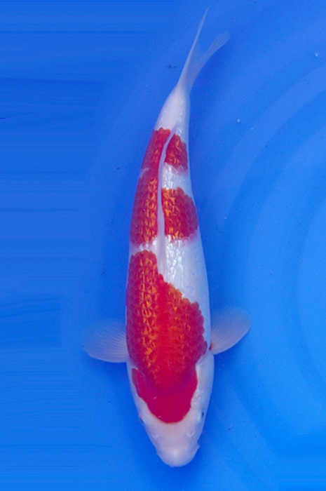 sandan ginrin kohaku GK-V23-02363