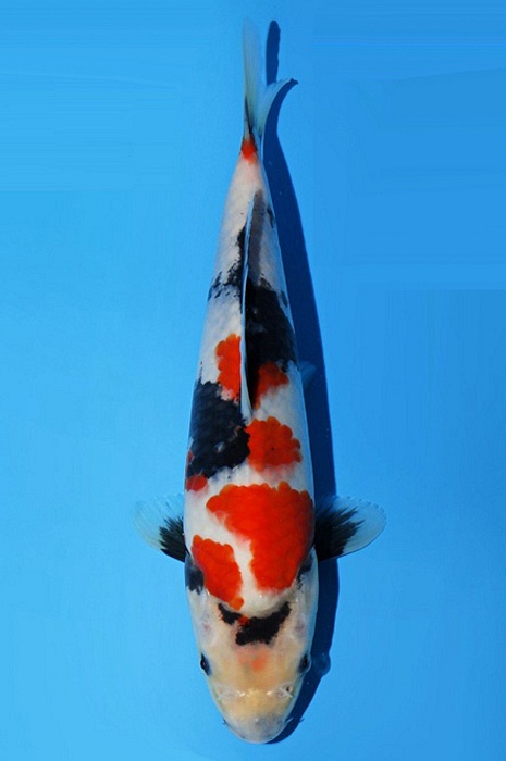 meerstaps showa SH-V23-02453