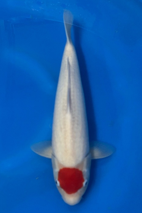 tancho kohaku 2311037