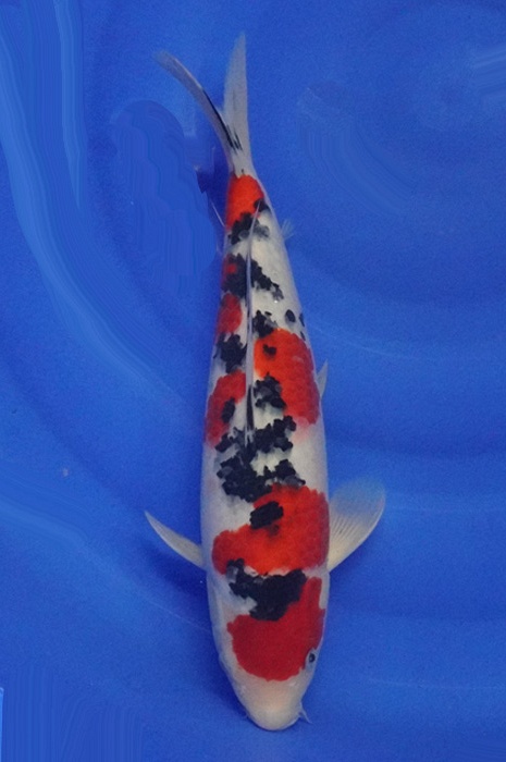 meerstaps sanke SA-NA22-0950