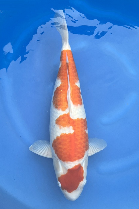 meerstaps kohaku 2403001