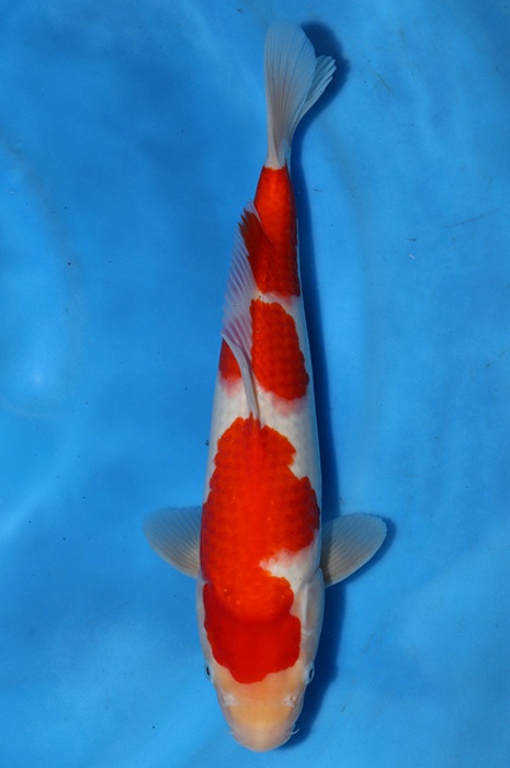 kohaku 2404002