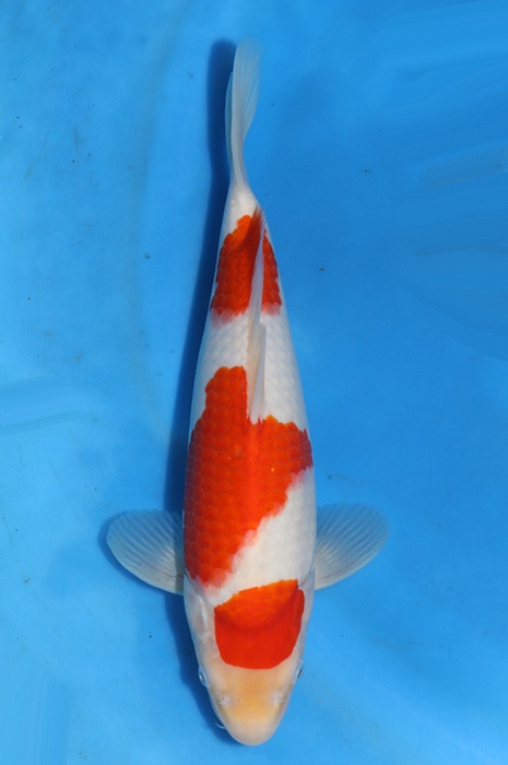 sandan kohaku 2404005