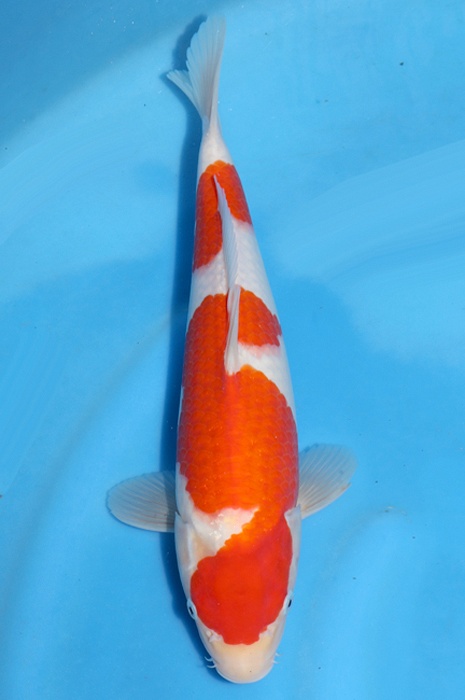 nidan kohaku 2404007