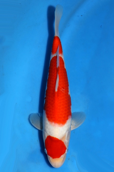 maruten kohaku 2404008