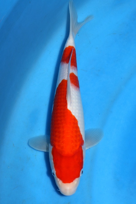 nidan kohaku 2404009