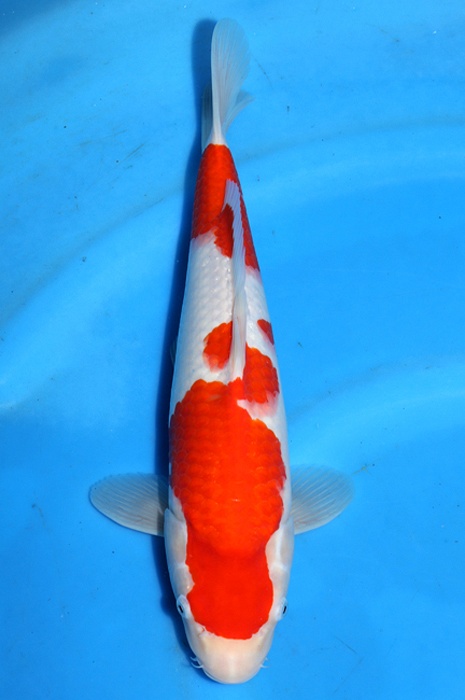 meerstaps kohaku 2404010
