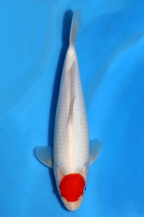 tancho kohaku 2404013