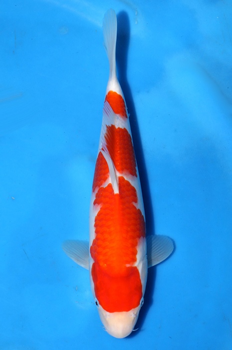sandan kohaku 2404014