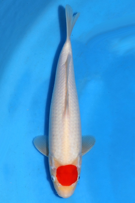 tancho kohaku 2404016